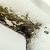 Mold on ceiling